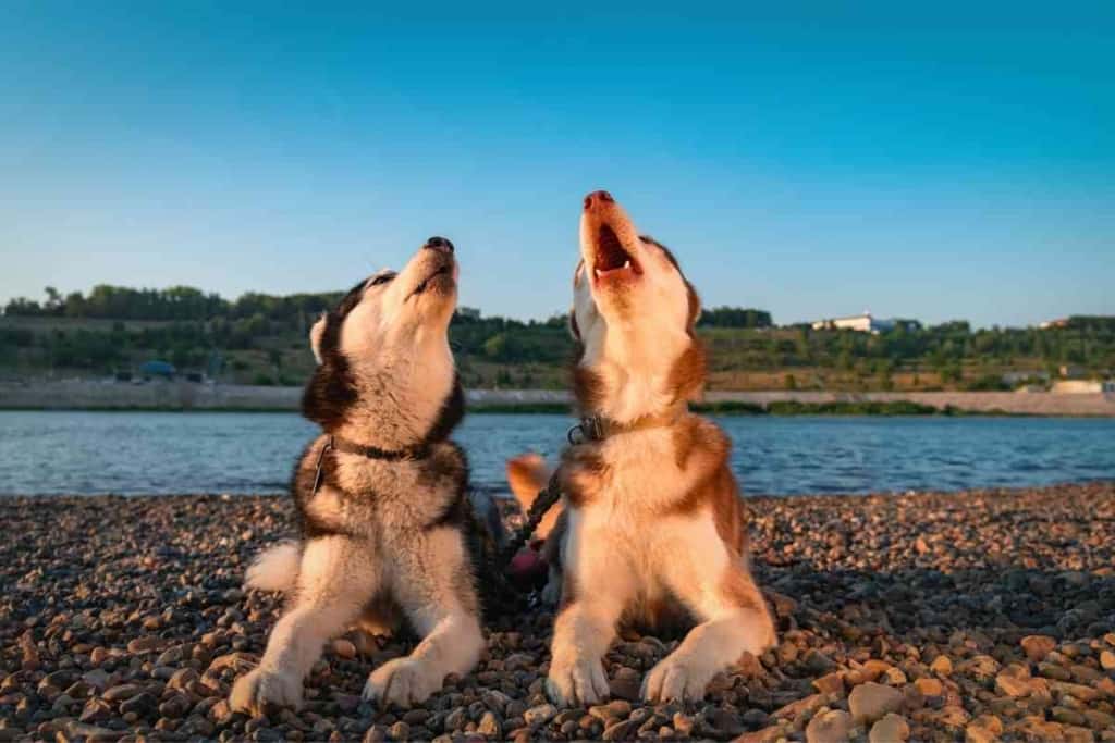 Why Huskies Howl Instead Of Bark 1 1 7 Reasons Why Huskies Howl Instead Of Bark