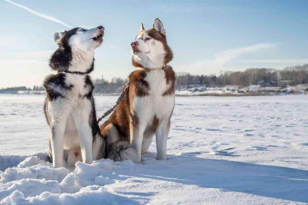 Why Huskies Howl Instead Of Bark 1 7 Reasons Why Huskies Howl Instead Of Bark