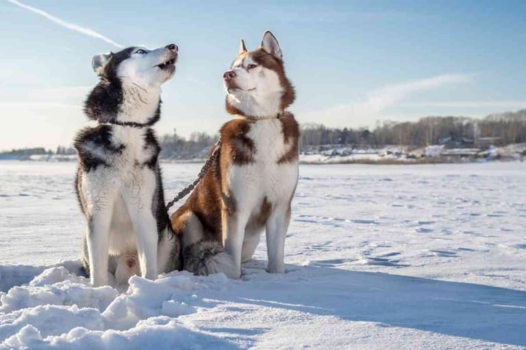 7 Reasons Why Huskies Howl Instead Of Bark