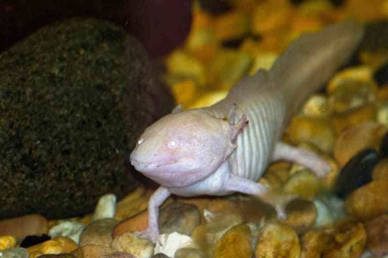 Can An Axolotl Jump Out Of Its Tank?