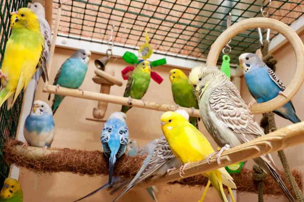 Can You Move Budgie Eggs How Do Parakeets Mate: How it Works, Gestation Period, and More!