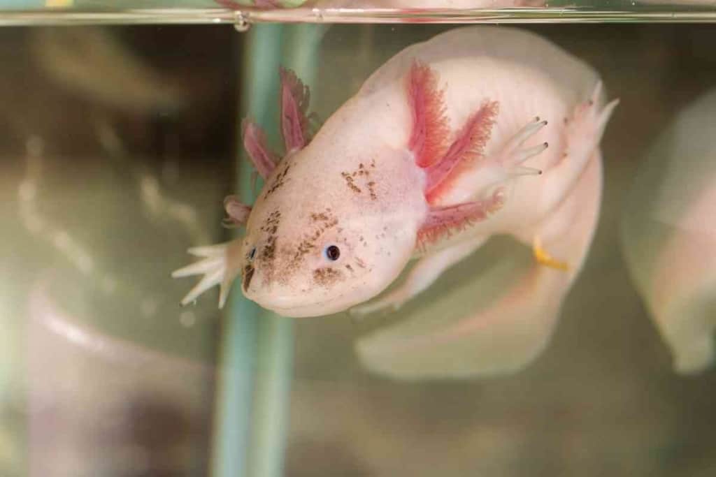 How Far Can Axolotls Jump How Far Can Axolotls Jump?