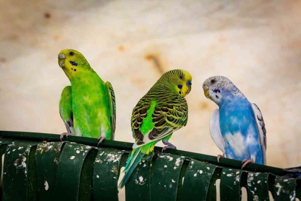 Whats The Difference Between A Budgie And Parakeet 1 What’s The Difference Between A Budgie And Parakeet?