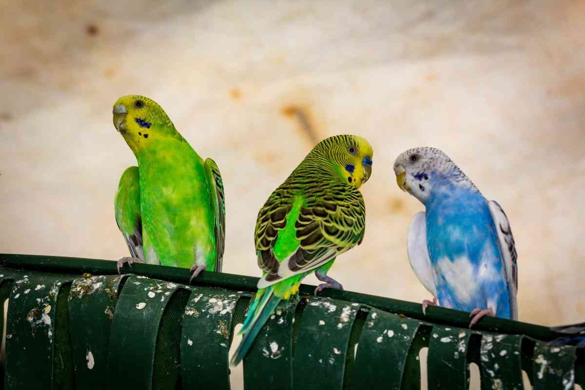 What’s The Difference Between A Budgie And Parakeet? - Embora Pets