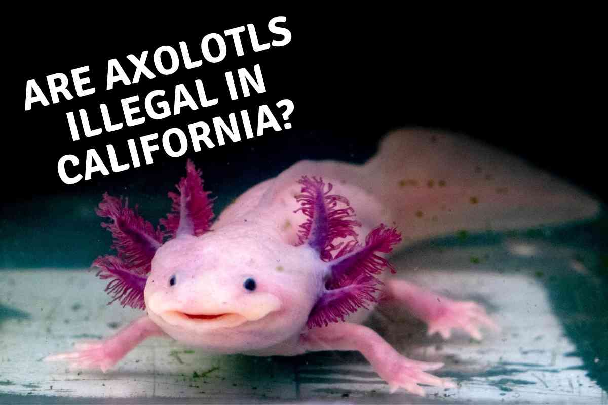 Are Axolotls Illegal In California? If So, Why? Embora Pets