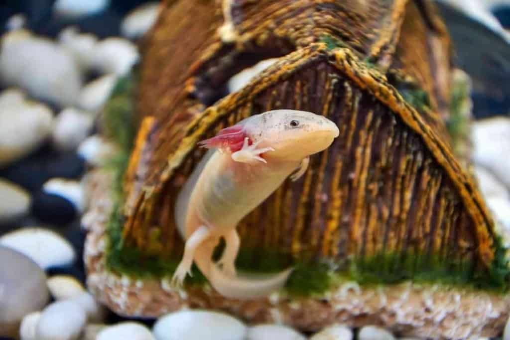 is a mudpuppy the same as an axolotl