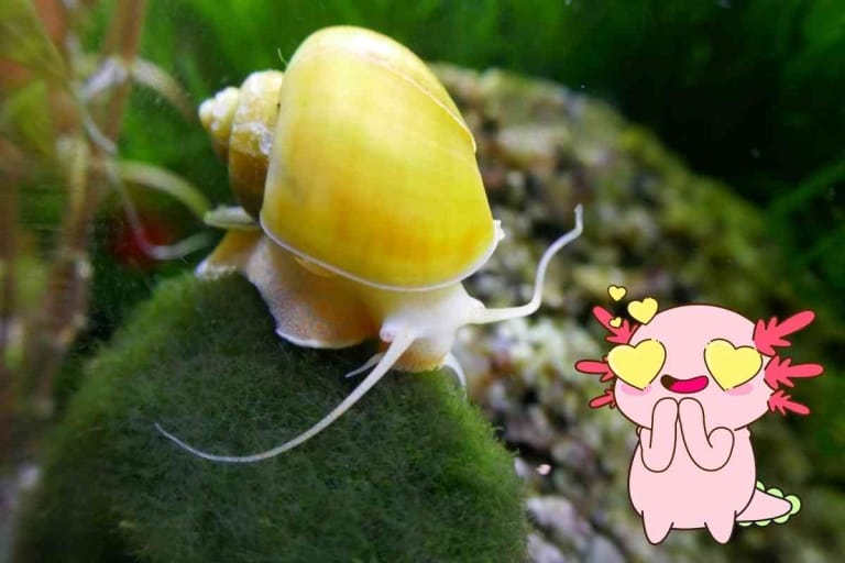 Are Snails Safe For Axolotl To Eat?