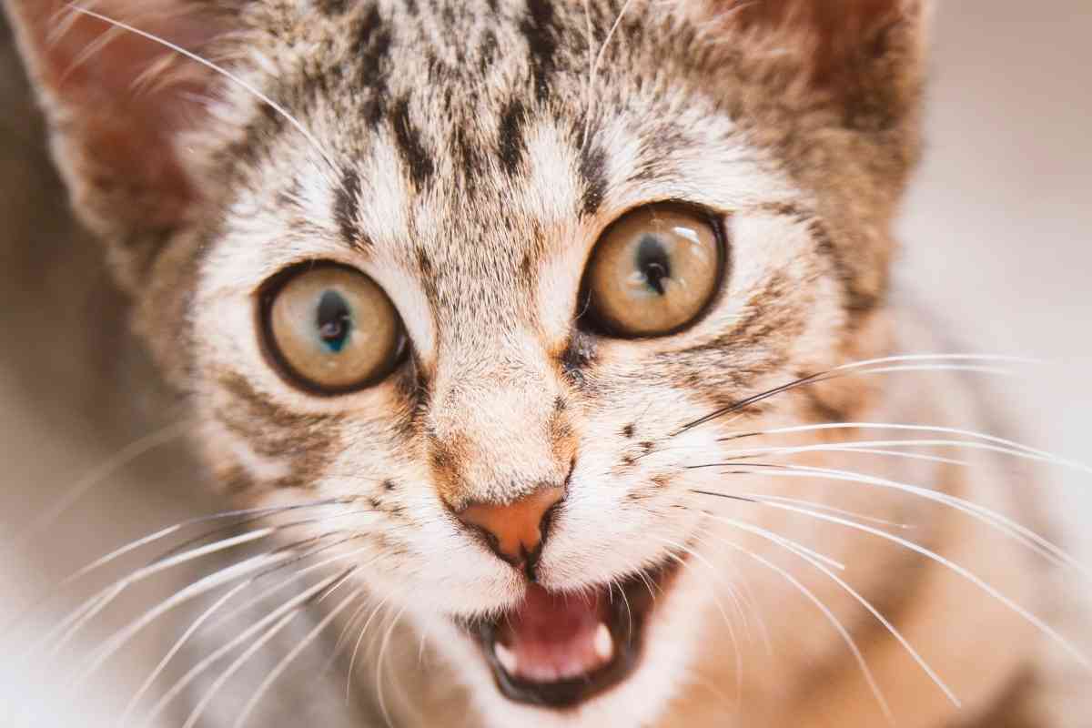 At What Age Do Kittens Start Calming Down? - Embora Pets