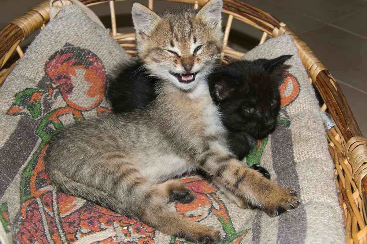 At What Age Do Kittens Start Losing Teeth