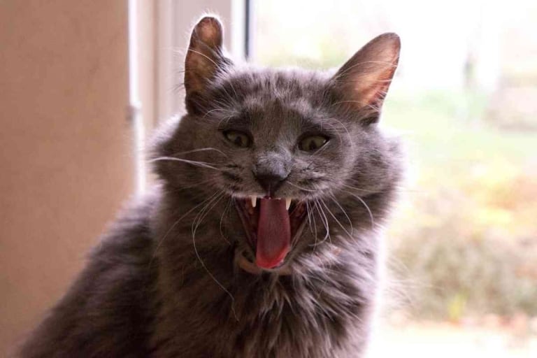 At What Age Do Male Cats Calm Down? Ever? Embora Pets