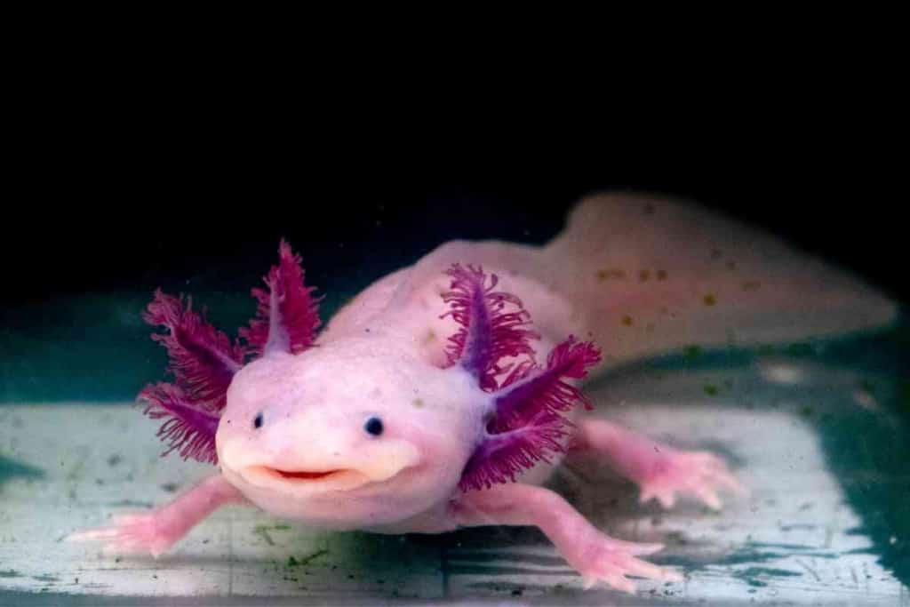 Vásároljon egy Axolotl-ot Floridában 1 1 Hol lehet vásárolni egy Axolotl-ot: Teljes útmutató az első vásárló számára