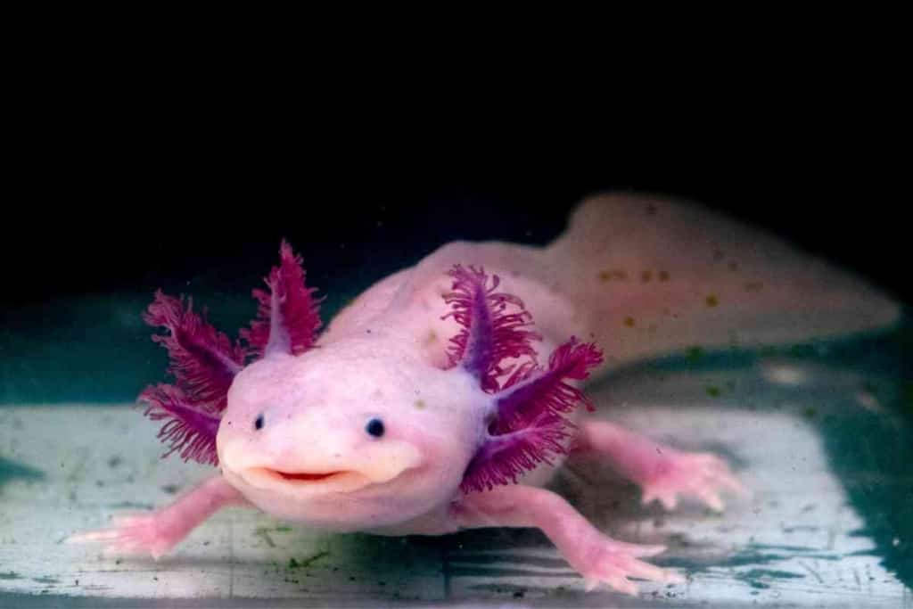 Beli Axolotl di Florida 1 1 di mana untuk membeli Axolotl: Panduan lengkap untuk pembeli pertama kali