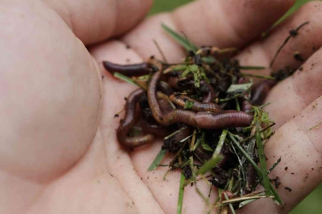 axolotl food