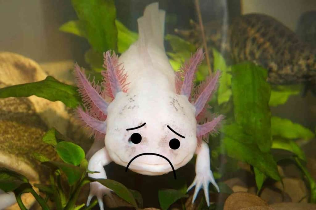 Can Axolotls Get Depressed 1 Can Axolotls Get Depressed? Signs Your Axolotl Needs Help!