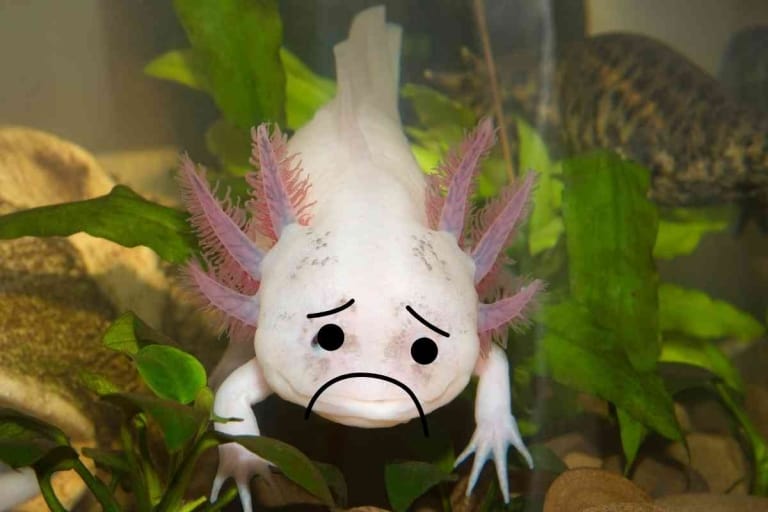 Can Axolotls Get Depressed? Signs Your Axolotl Needs Help!