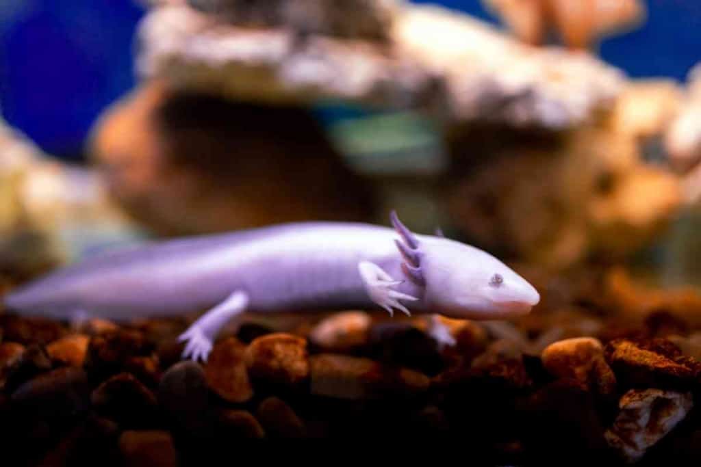 Can Axolotls Live In Tap Water 1 Can Axolotls Live In Tap Water? Ways To Tell If Yours Is Safe!