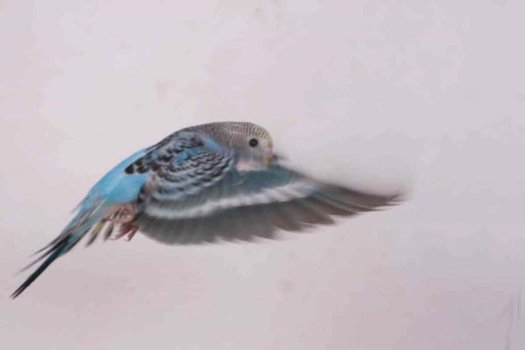 Can Budgies Fly Without Tail Feathers 1 1 Can Budgies Fly Without Tail Feathers?