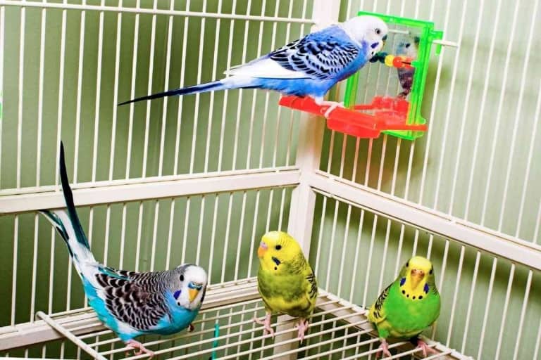 Can Budgies Fly Without Tail Feathers?