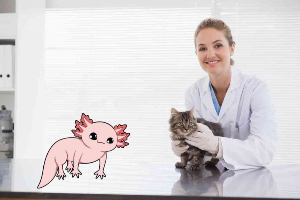 Can I Take My Axolotl To The Vet 1 Can I Take My Axolotl To The Vet? Is It Worth The Risk?