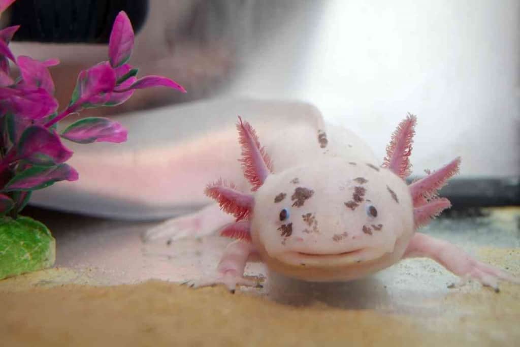 Can an Axolotl Get Ich 1 1 Can an Axolotl Get Ich? Explained!