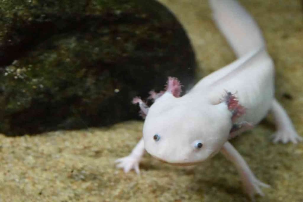 Can an Axolotl Get Ich 1 Can an Axolotl Get Ich? Explained!