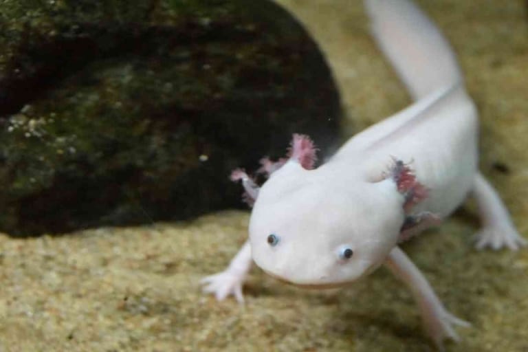 Can an Axolotl Get Ich? Explained!