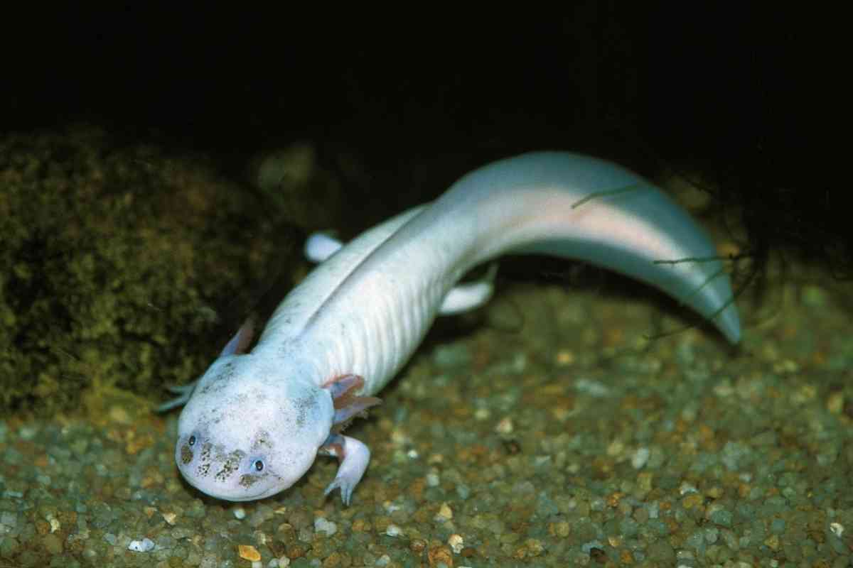 Do Axolotl Change Color? Why And How? Embora Pets