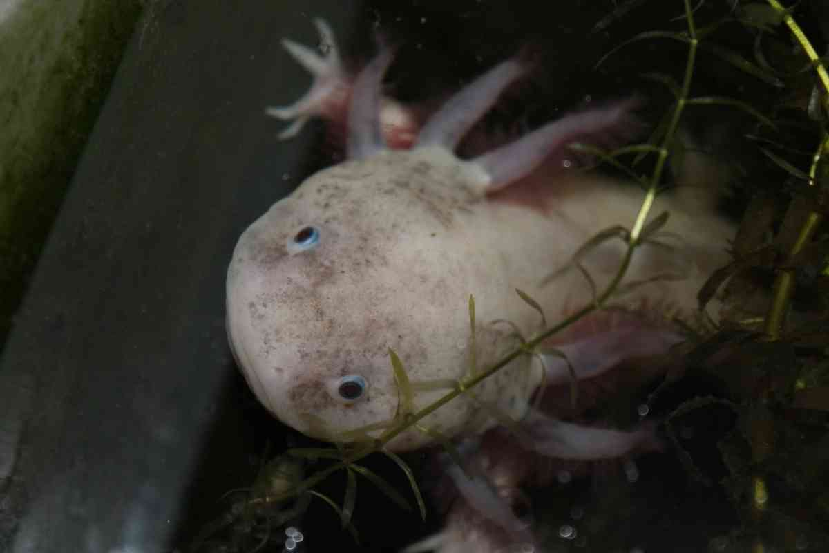 Do Axolotls Die Easily? 10 Common Threats To Your Axolotl’s Longevity