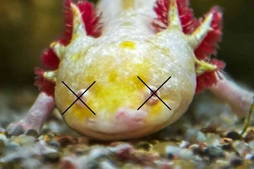 Do Axolotls Die Easily 1 Do Axolotls Die Easily? 10 Common Threats To Your Axolotl’s Longevity