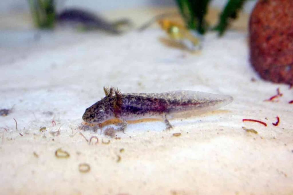 Do Axolotls Eat Their Babies 1 1 Do Axolotls Eat Their Babies? Why And How To Stop Them!