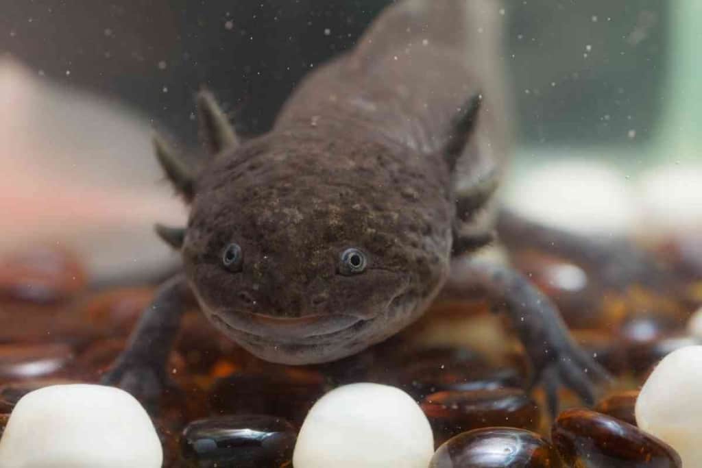 What Do Axolotls Eat ? 