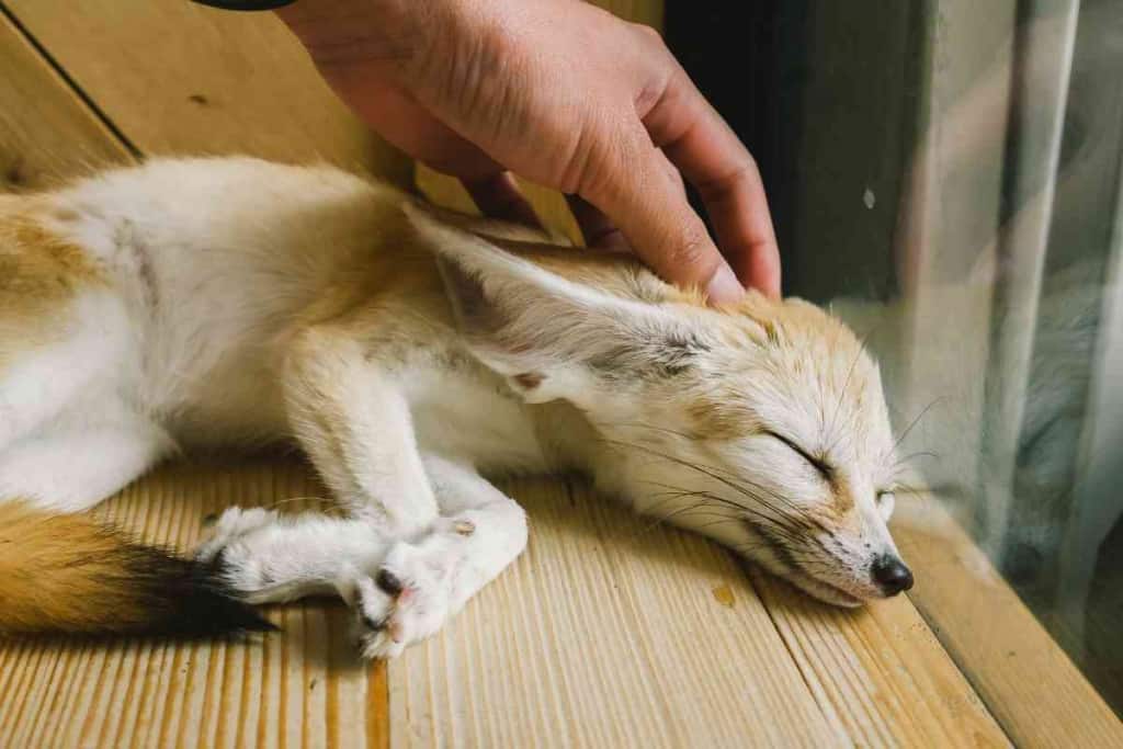 Do Fennec Foxes Make Good Pets? - Embora Pets