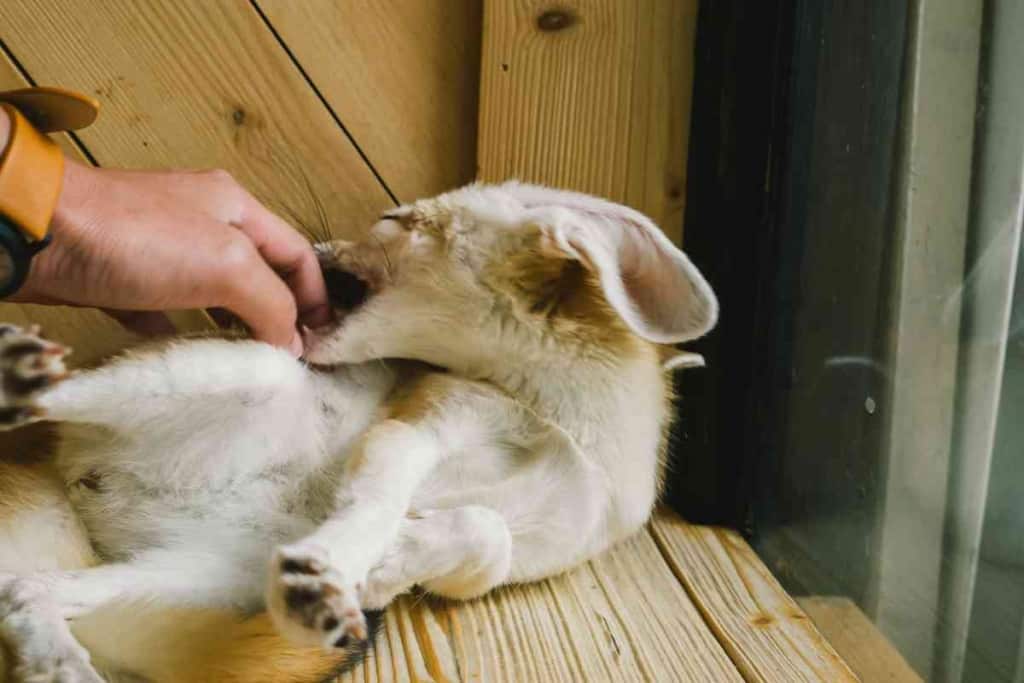 Do Fennec Foxes Make Good Pets 1 Do Fennec Foxes Make Good Pets?