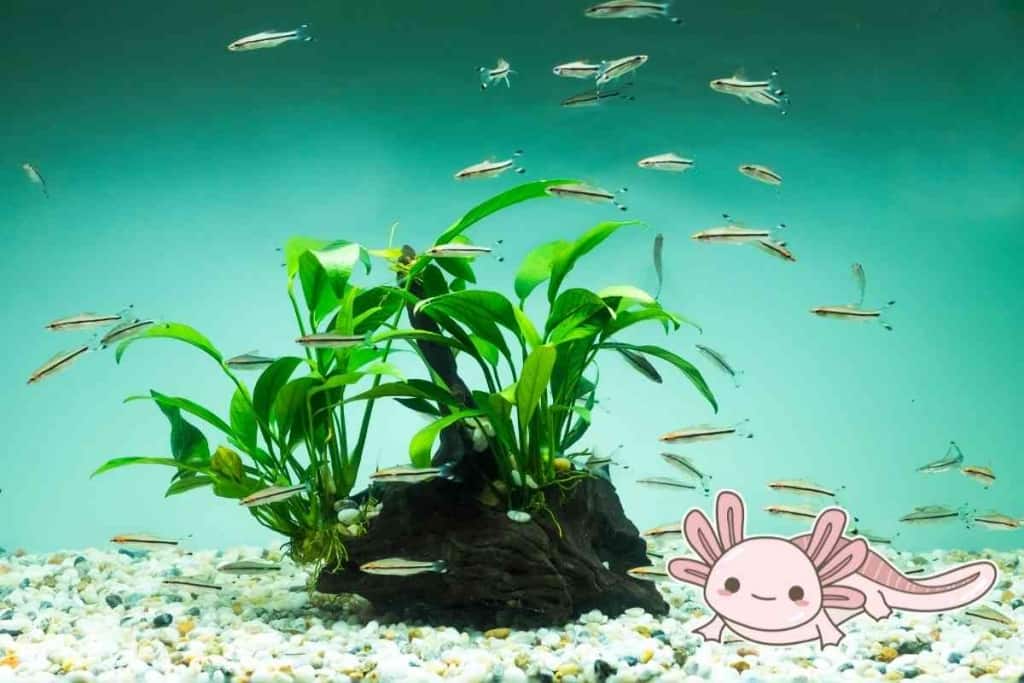 Fake Plants In Your Axolotl Tank 1 Can You Keep Fake Plants In Your Axolotl Tank? Pros & Cons