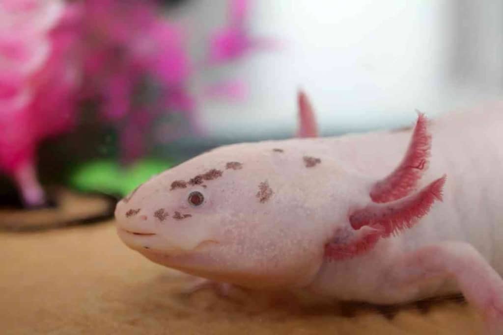 How Hard Do Axolotls Bite How Hard Do Axolotls Bite? Watch Out!