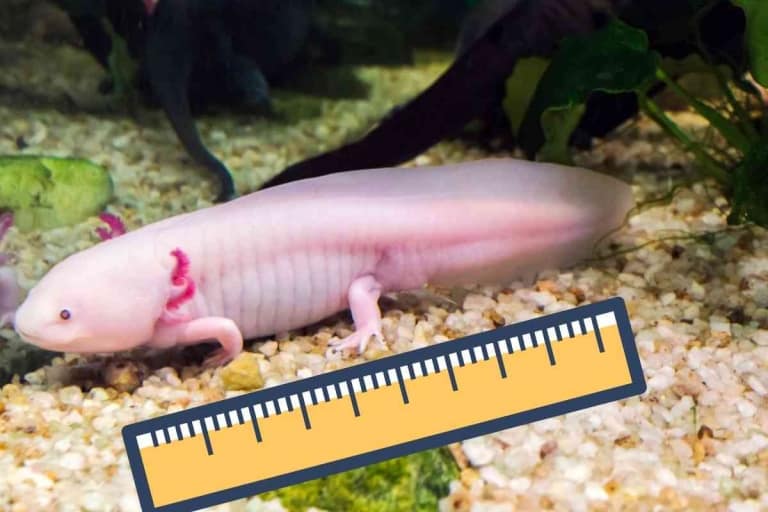 How Old is a 3-Inch Axolotl? Aging An Axolot