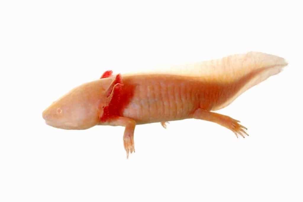 How old is a 3 inch axolotl 1 How Old is a 3-Inch Axolotl? Aging An Axolot