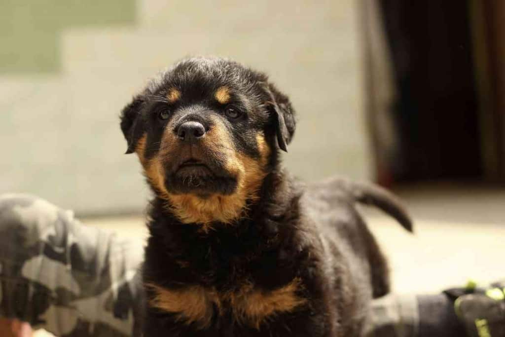 Teacup Rottweiler 1 1 Teacup Rottweiler: Facts, Looks, Costs & Care Guide