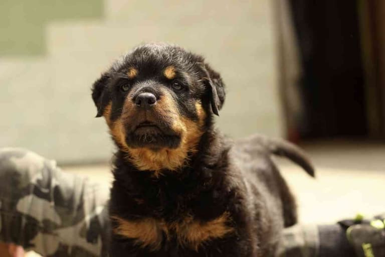Teacup Rottweiler: Facts, Looks, Costs & Care Guide