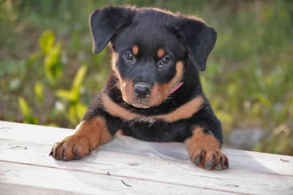 Teacup rottweilers store