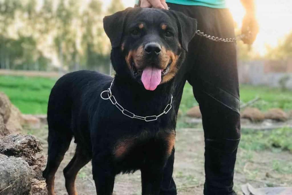 At What Age Do Rottweilers Naturally Calm Down 1 At What Age Do Rottweilers Naturally Calm Down?