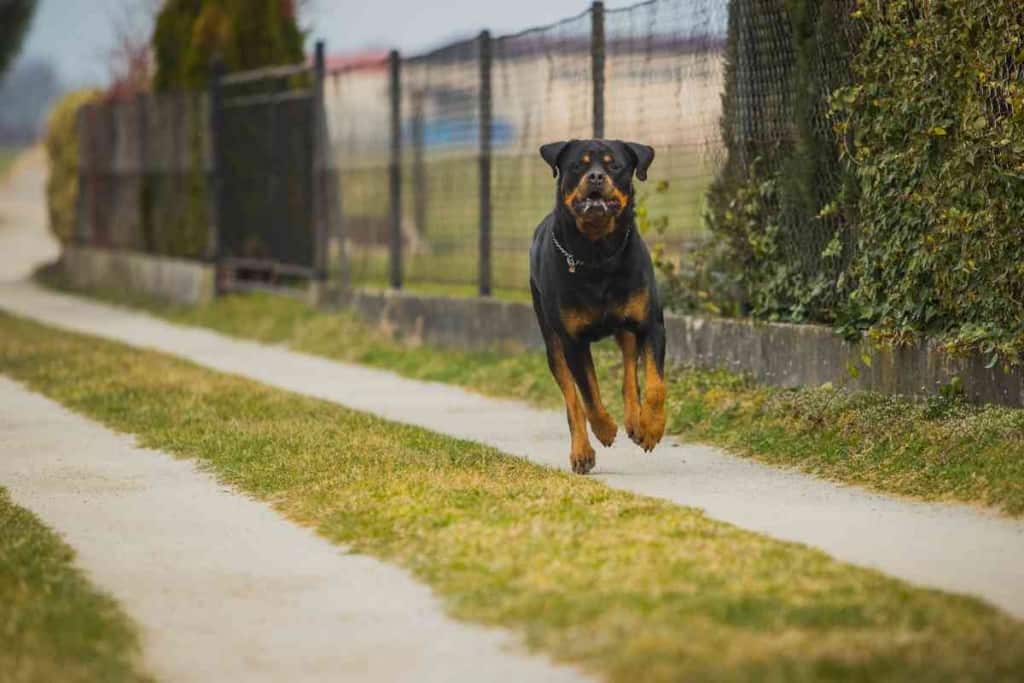 are rottweilers hyper