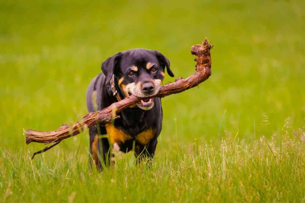 At What Age Do Rottweilers Naturally Calm Down 3 At What Age Do Rottweilers Naturally Calm Down?