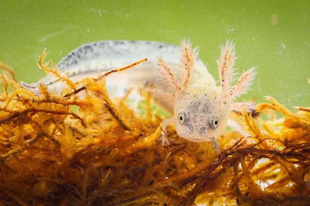 axolotl for sale petco