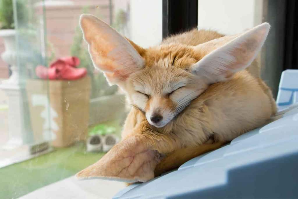 fennec fox pet price