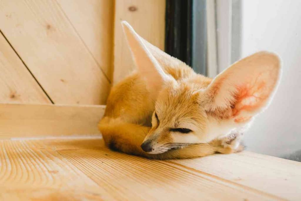 Fennec foxes - Embora Pets