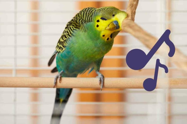 Budgies And Music: Singing, Dancing, DJing, And More Explained!