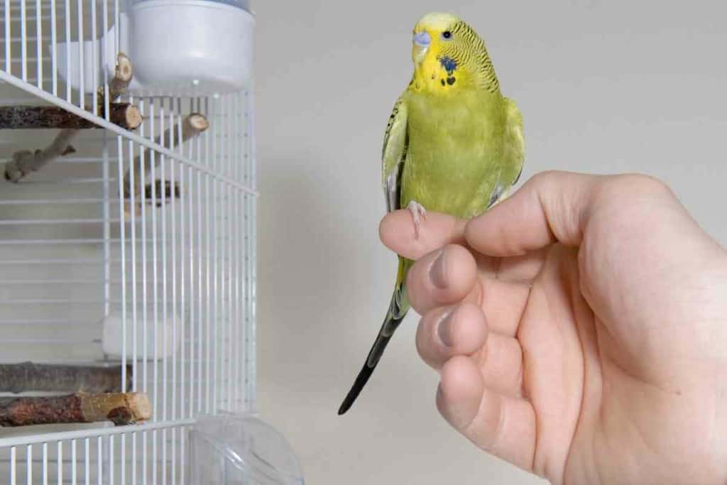 Can a budgie break its tail 1 1 Can A Budgie Break Its Tail? 8 Common Causes