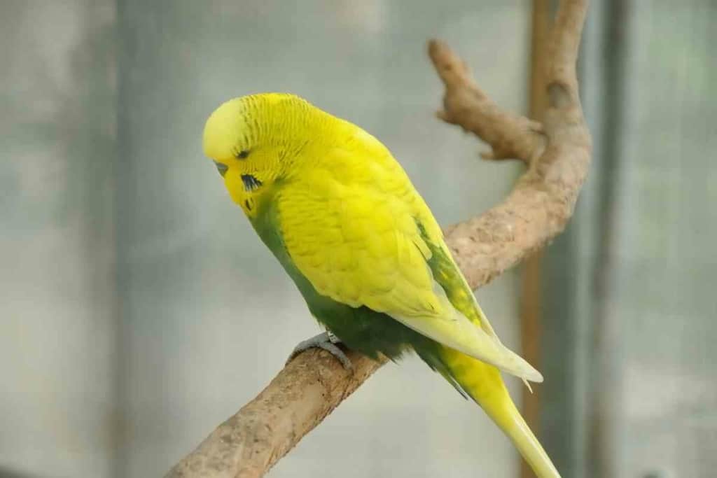 Can a budgie break its tail 1 Can A Budgie Break Its Tail? 8 Common Causes