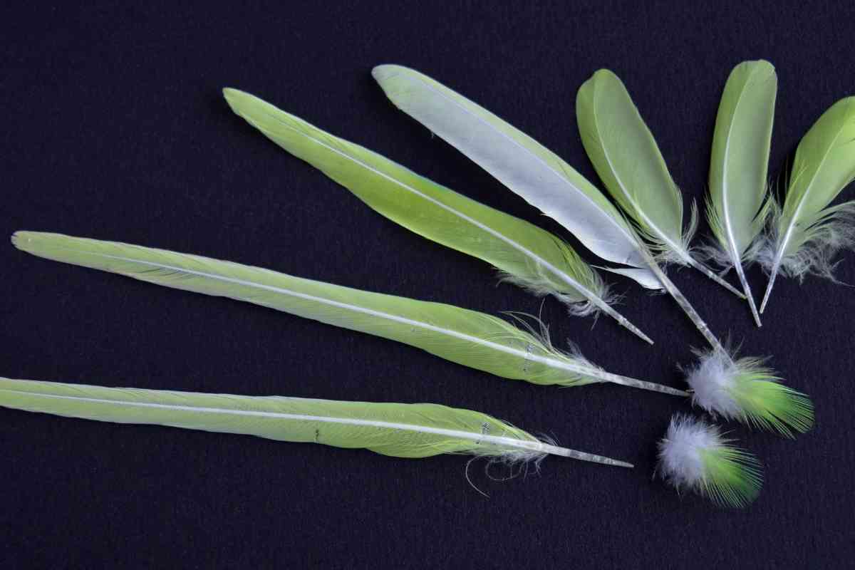 Can A Budgie Break Its Tail? 8 Common Causes Embora Pets